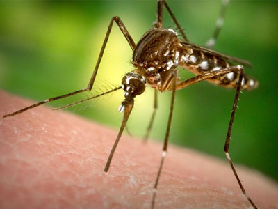 Singapore công bố trường hợp nhiễm Zika đầu tiên
