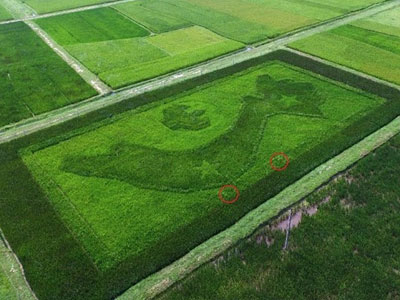 Bản đồ Việt Nam trên cánh đồng lúa ở Nghệ An