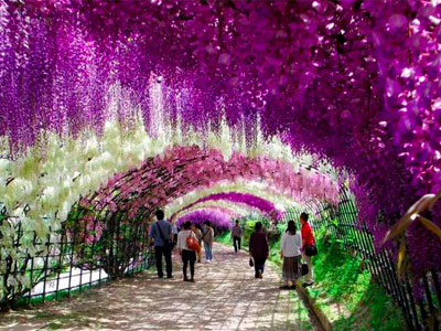 Lễ hội hoa tử đằng ở Hà Nội: Nỗi thất vọng khi thực tế khác xa hình ảnh quảng cáo