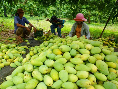 Nông dân điêu đứng vì tin đồn xoài có độc