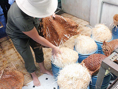 Ớn lạnh làm giá đỗ "siêu tốc" bằng hóa chất Trung Quốc