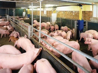 Việt Nam chưa có tên trong danh sách xuất thịt heo vào Trung Quốc