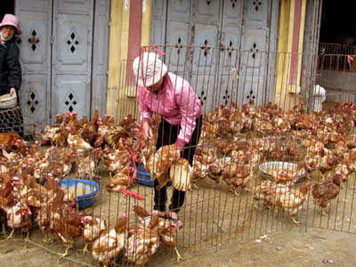Trắng đêm sợ chết, nỗi khổ bà hàng gà lãi tiền tỷ mỗi năm