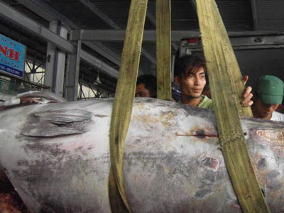 Ngư dân bắt được cá ngừ nặng hơn 3 tạ, bán nửa tỷ đồng