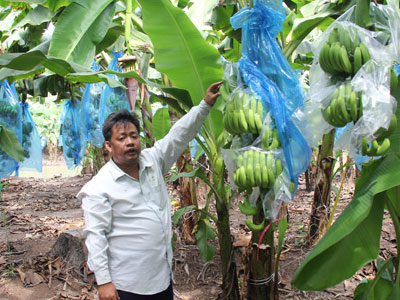 Phó Thủ tướng yêu cầu sớm xử lý nợ cho Nông trường Sông Hậu