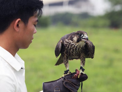 Huấn luyện “chúa tể bầu trời”: Thú chơi đắt đỏ, kỳ công