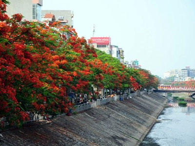 Ảnh: Sông Tô Lịch đẹp lạ mùa phượng vĩ nở hoa