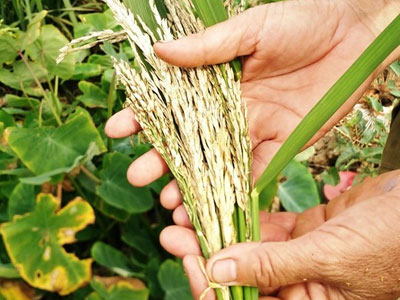 Hàng chục ha lúa trắng bông bất thường sau một đêm