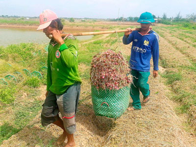 Hành tím Lý Sơn trước nguy cơ bị "xóa sổ"