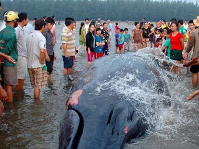 Cá voi khổng lồ mắc kẹt ở bờ biển Nghệ An