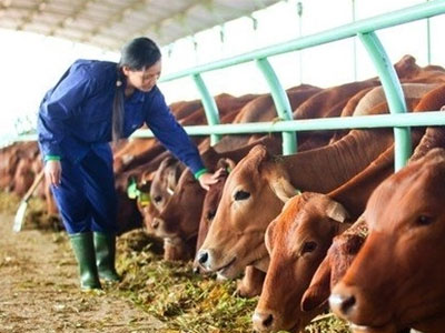 Chấm dứt hoạt động dự án nuôi bò nghìn tỷ của Hoàng Anh Gia Lai