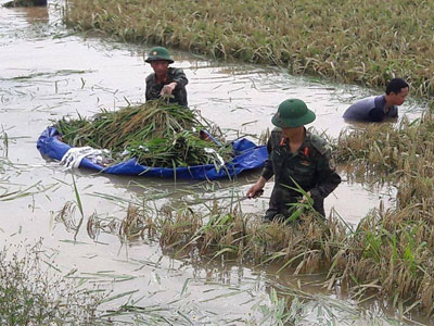 Hình ảnh đẹp: Khi những người chiến sĩ lội bùn, xuống đồng gặt lúa giúp dân