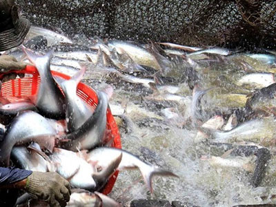 Mỹ thông qua nghị quyết bác bỏ giám sát cá da trơn