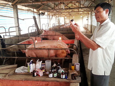 Lợn ùn ứ ở cửa khẩu, thương lái kêu trời
