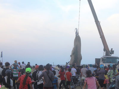 Trục vớt bất thành vì xác cá voi quá nặng