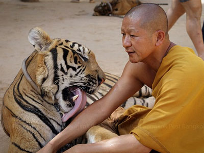 Ảnh: Sư Thái Lan ăn ngủ cùng 137 con hổ dữ