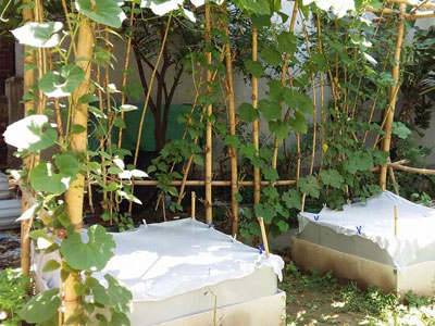 Chuyện lạ Hà Nội: Mắc màn cho rau