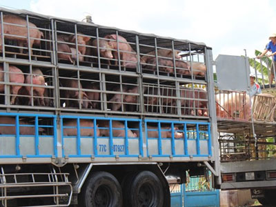 Heo hơi rớt giá vì Trung Quốc giảm mua