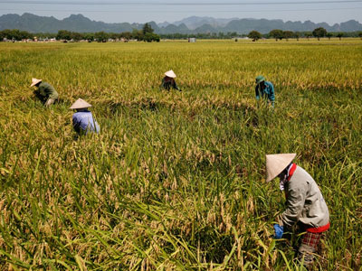 Nông dân phơi mình trong nắng nóng 39 độ C thu hoạch lúa