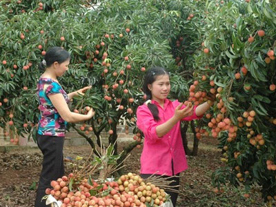 Vải thiều vẫn quá phụ thuộc Trung Quốc