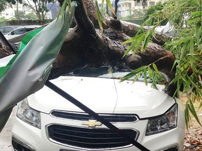 Cây xanh ngã đè 3 ôtô ở Sài Gòn