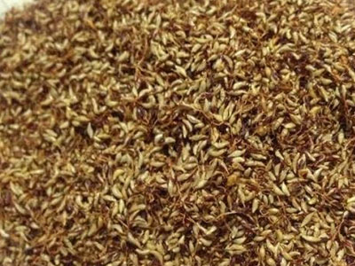 Người Hà Nội lùng mua thạch rừng bí ẩn ăn giải nhiệt