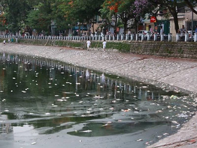 Đã thu vớt 6 tấn cá chết và làm sạch môi trường hồ Hoàng Cầu