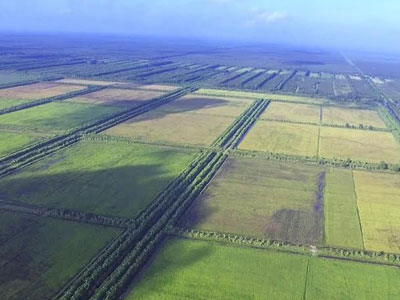 Dự án gạo hữu cơ đầu tiên của Việt Nam bị rao bán