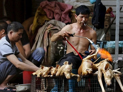 11 triệu chữ ký phản đối lễ hội thịt chó Trung Quốc