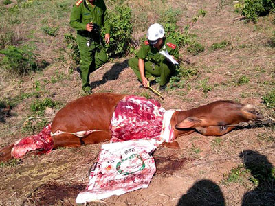Kinh hãi nạn trộm bò, chặt đùi táo tợn
