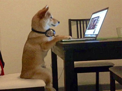 Chú chó shiba ngồi trên ghế xem phim như người