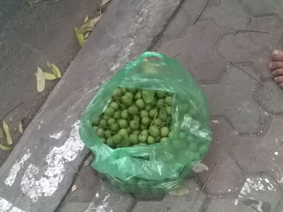 Kiếm tiền triệu mỗi ngày nhờ hái sấu non trên phố