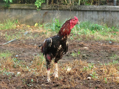 Thương vụ bậc nhất Bắc Bộ: Ô tô 1 tỷ đổi cặp thần kê
