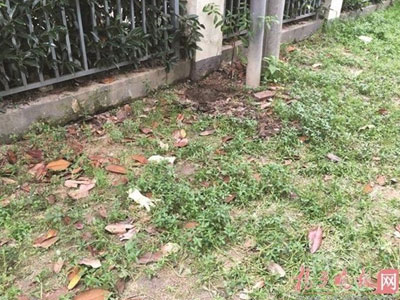 Tự sinh con tại nhà rồi chết thảm, 2 mẹ con bị ông bố trẻ chôn ngay trong vườn