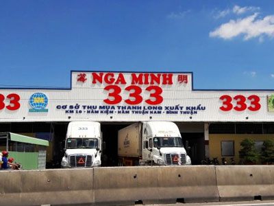 Thương lái Trung Quốc thao túng thanh long Bình Thuận