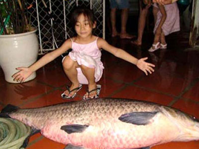 "Thủy quái" Hồ Tây: Những lời đồn và sự thật
