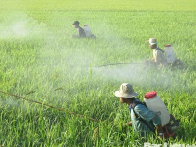 Mỗi ngày chi 20,5 tỉ đồng nhập thuốc trừ sâu TQ: Việt Nam đang tự đầu độc chính mình
