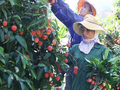 Nghề bẻ vải thuê đắt khách ở Bắc Giang