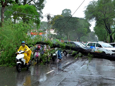 Cây đổ la liệt trong mưa lớn ở Sài Gòn