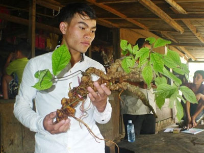 Củ sâm Ngọc Linh "khủng" giá 200 triệu ở Quảng Nam có gì đặc biệt?