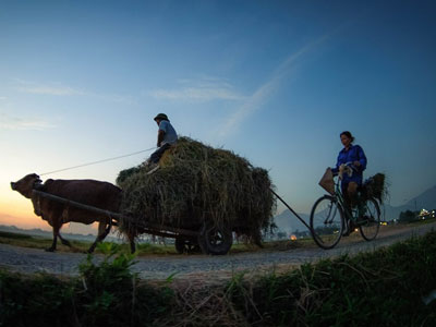 Mùa gặt trên cánh đồng Bắc Bộ