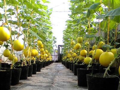 40 m2 sân thượng thu 3 tạ dưa: "Vô địch Bắc bộ"