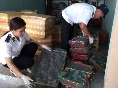 Bắt xe khách chở nội tạng lợn thối ra miền bắc tiêu thụ