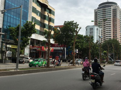 Hà Nội trồng nhiều phượng: Công ty cây xanh nói "không ngại"