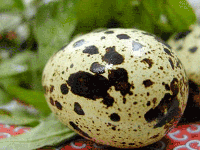 Muốn sống lâu, mỗi ngày nên ăn 5-6 trứng cút