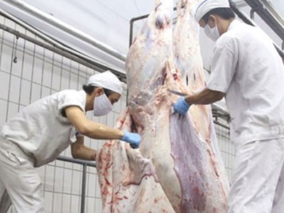 Nguy cơ Úc cấm xuất bò sang Việt Nam vì giết bò bằng búa tạ