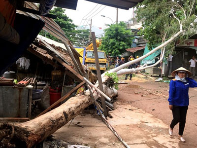 Cây xanh cao 20 m bật gốc đè 2 nhà dân ở Sài Gòn