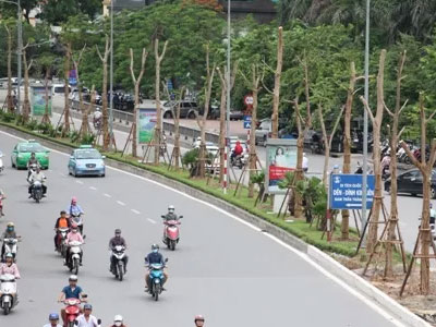Hà Nội trồng nhiều phượng: Chuyên gia chê "vẫn lười suy nghĩ"