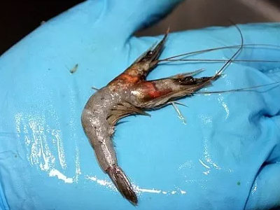 Kỳ lạ “quái vật” tôm 2 đầu cực hiếm gặp