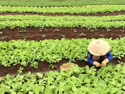 Rau nhà giàu: Đắt gấp đôi bò Mỹ, đỡ tiền mua thuốc